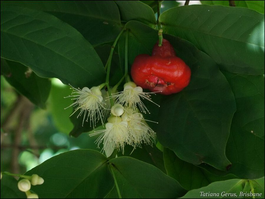 Jambu air