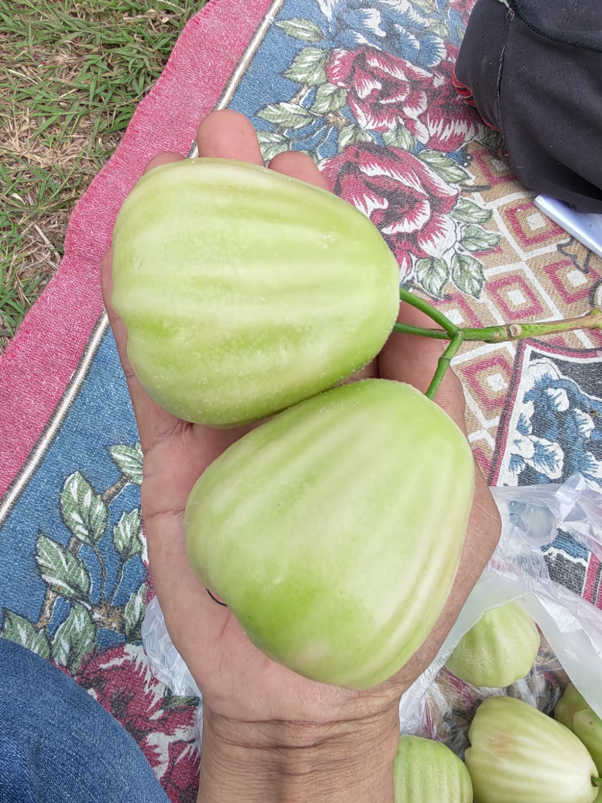 Jambu air varietas Khiojok