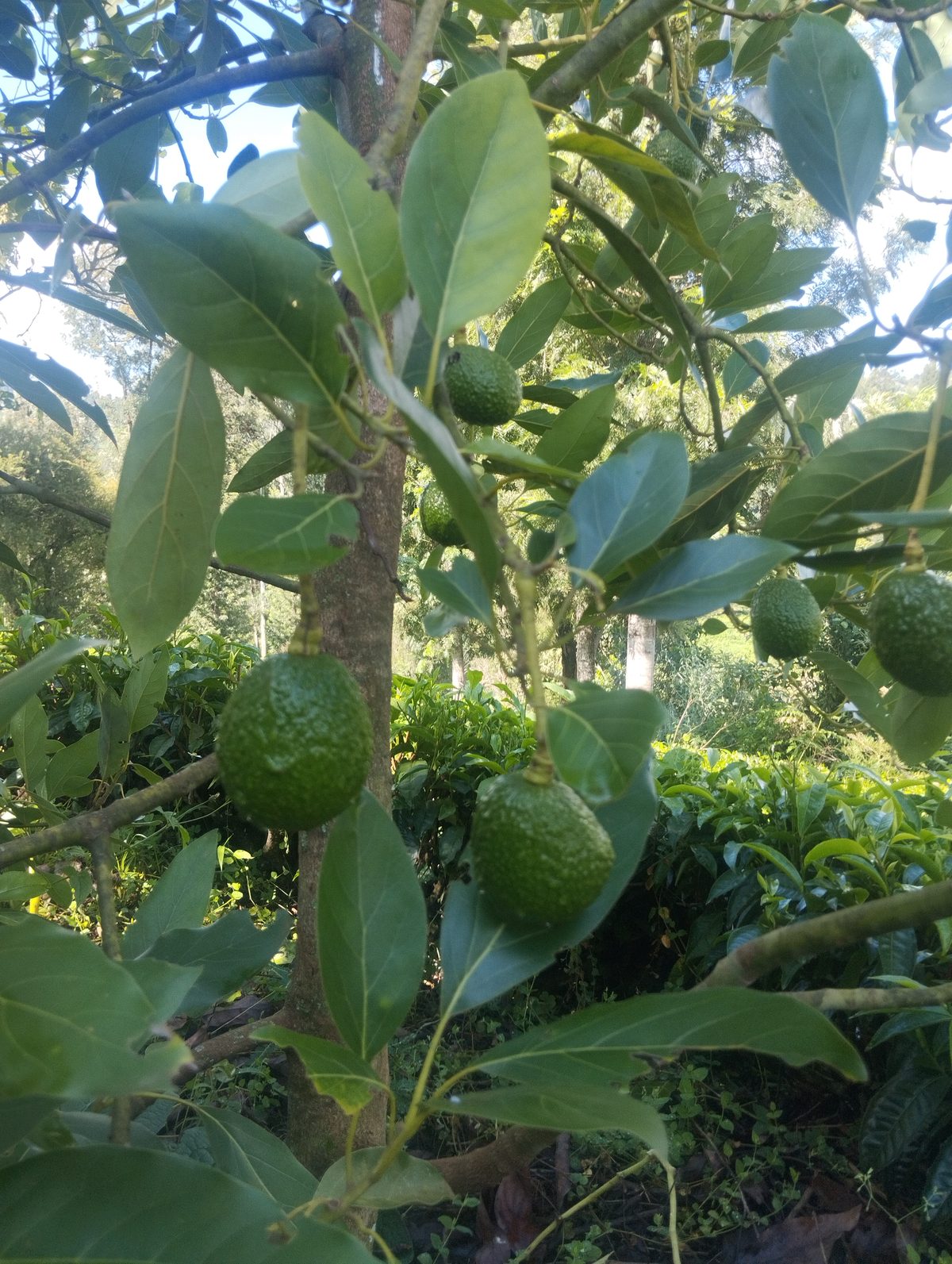 Kebun alpukat produktif