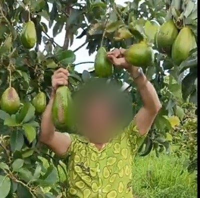 Tim memetik alpukat